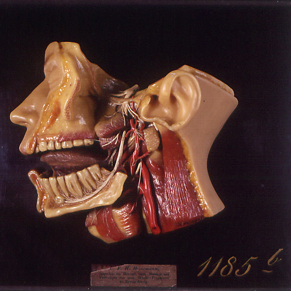 Anatomische Sammlung / Anatomical collection