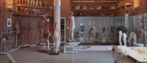 Anatomie