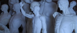 Anatomie