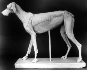 A Nice Dog