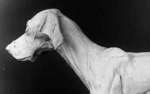 A Nice Dog