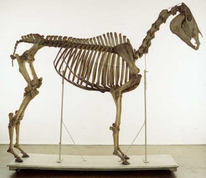 Pferdeskelett, Anatomische Sammlung