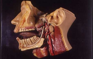 Anatomie der linken Gesichtshälfte / Kiefer und Rachenraum, Wachsmodell