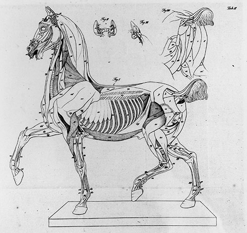 Kupfertafel aus Seiler, Böttiger: Erklärungen der Muskeln und des Basereliefs an Ernst Matthaei´s Pferdemodelle, 1823