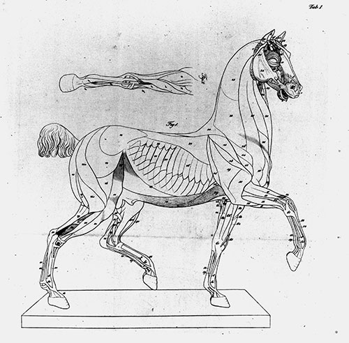 Kupfertafel aus Seiler, Böttiger: Erklärungen der Muskeln und des Basereliefs an Ernst Matthaei´s Pferdemodelle, 1823