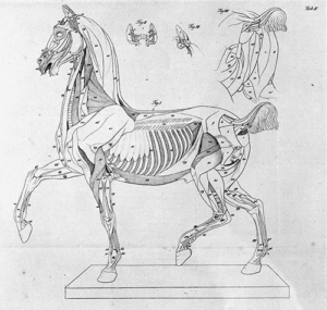 Kupfertafel aus Seiler, Böttiger: Erklärungen der Muskeln und des Basereliefs an Ernst Matthaei´s Pferdemodelle, 1823