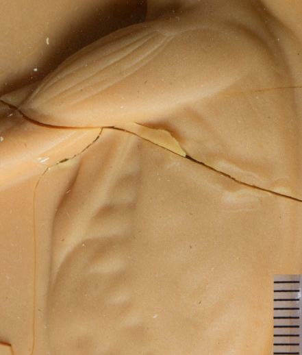 Muskelmann von der linken Seite mit oberer Muskelschicht in Relief, Inv.-Nr.: AW022M, Detailaufnahme Schulter