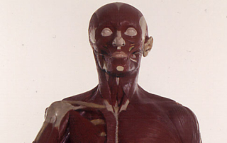 Muskeltorso von Carl Schütz um 1900 Gips, farbig gefasst / 102,5 x 49 x 28 x cm Anatomische Sammlung HfBK Dresden, Inv. Nr.: AG129M