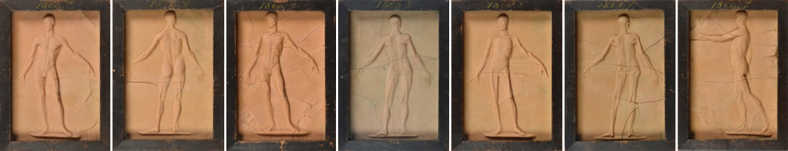 Sieben anatomische Reliefs zum Muskelaufbau des Menschen