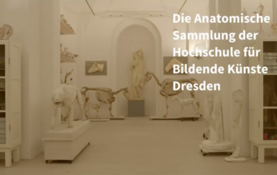 Einblicke in die Anatomsiche Sammlung der HfBK Dresden