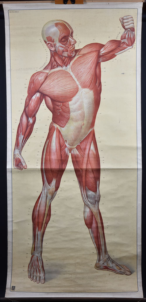 „Die Muskeln des Menschen“, Lehrtafel, zwischen 1923-1945 Anatomische Sammlung der HfBK Dresden, Inv. Nr. AL053