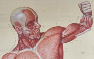 „Die Muskeln des Menschen“, Lehrtafel, zwischen 1923-1945 Anatomische Sammlung der HfBK Dresden, Inv. Nr. AL053